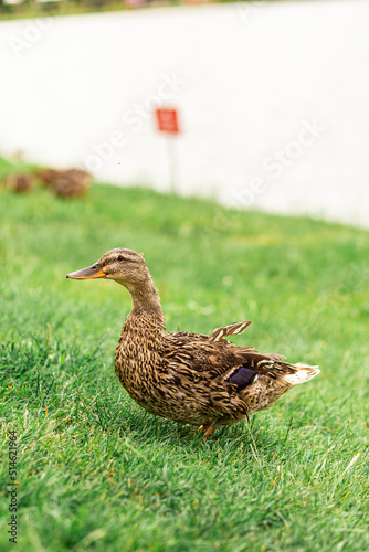 A gray-brown duck with a torn feather on its back in a green meadow near a blurry lake.