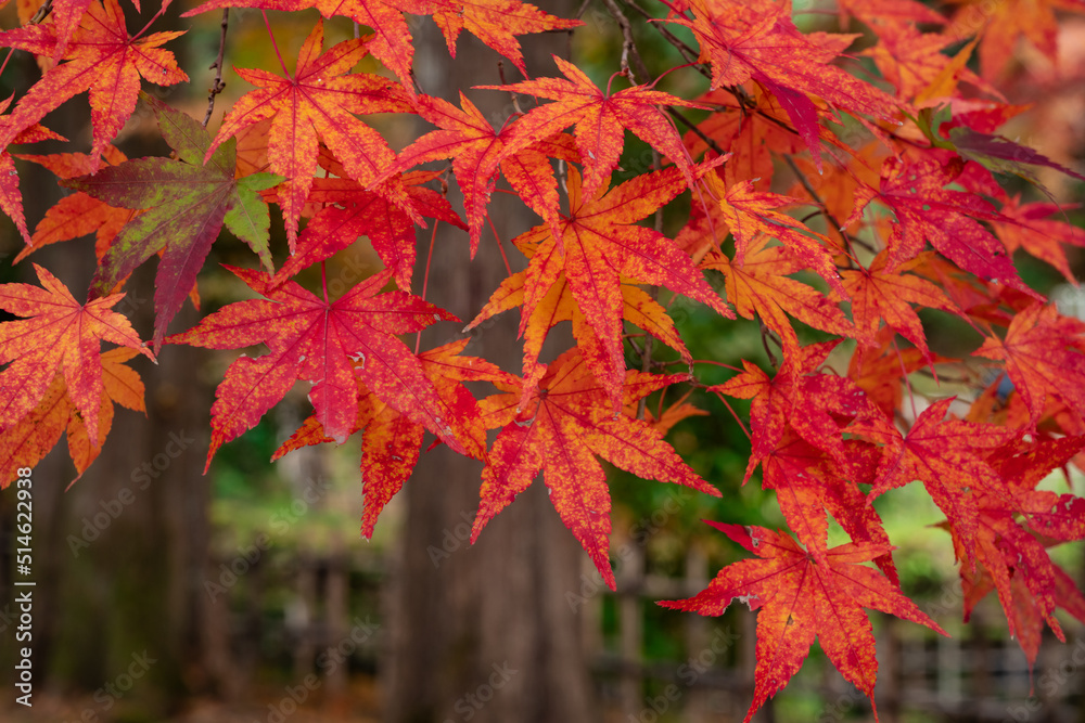 赤く染まるモミジ