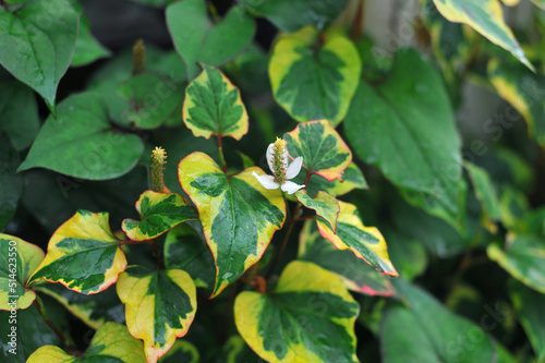 Wallpaper Mural White flowering Chameleon Plant (Houttuynia cordata) with beautiful yellow-green with red edges  leaves growing in the summer garden .Gardening and landscaping concept.  Torontodigital.ca