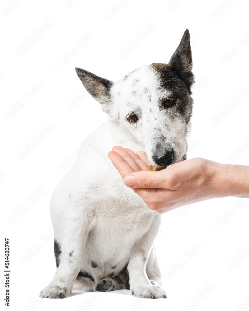 Portrait shot of a cute small black and white dog eating dog food from a man's hand, isolated on white.