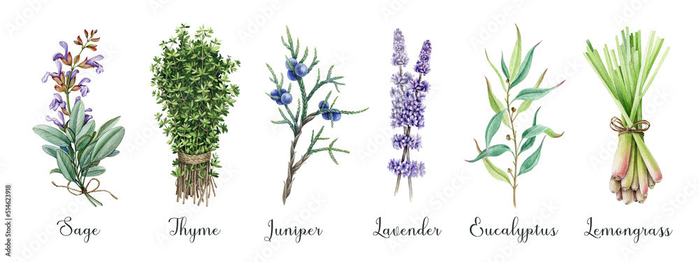 Aromatic garden herbs watercolor collection. Hand drawn fresh sage, thyme, lavender, juniper, lemongrass, eucalyptus aroma plants. Garden herbs with essential oils for treatment, cosmetics, food - obrazy, fototapety, plakaty 