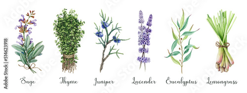 Aromatic garden herbs watercolor collection. Hand drawn fresh sage, thyme, lavender, juniper, lemongrass, eucalyptus aroma plants. Garden herbs with essential oils for treatment, cosmetics, food photo