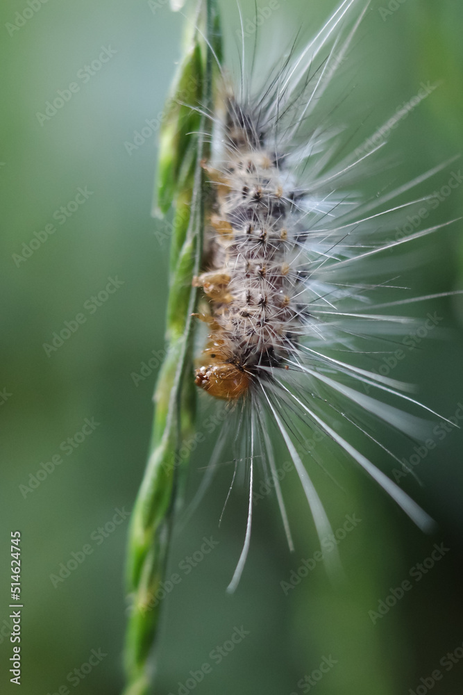 Fototapeta premium close up of caterpillar