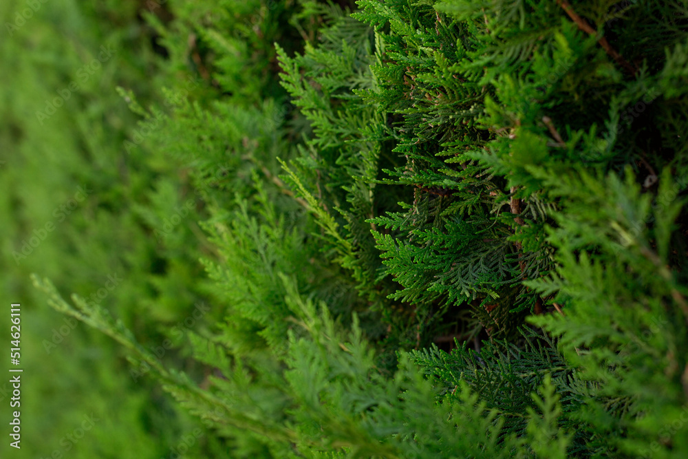 Twigs of thuja are depicted in close-up. The background of the natural thuja plant. Twigs of thuja are depicted in close-up. The background of the natural thuja plant.