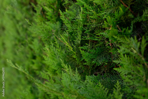 Twigs of thuja are depicted in close-up. The background of the natural thuja plant.