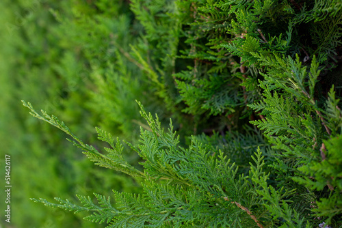 Twigs of thuja are depicted in close-up. The background of the natural thuja plant.