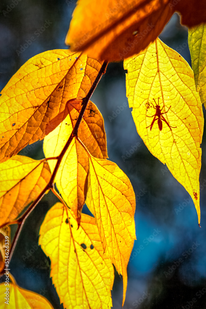Obraz premium Bug on Yellow Leaves in Autumn