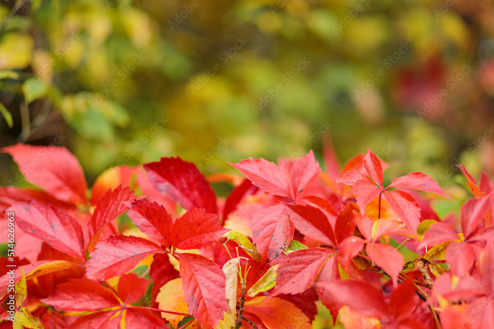 Red leaves of wild grapes. Autumn natural bokeh background with red leaves. Copy space