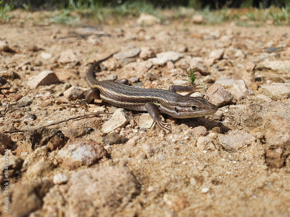 Lagartija colilarga o psammodromus algirus en Parque Natural de La Mata en Torrevieja Lagartija colilarga o psammodromus algirus en Parque Natural de La Mata en Torrevieja