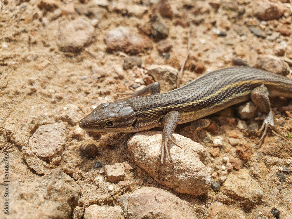 Fototapeta premium Lagartija colilarga o psammodromus algirus en Parque Natural de La Mata en Torrevieja
