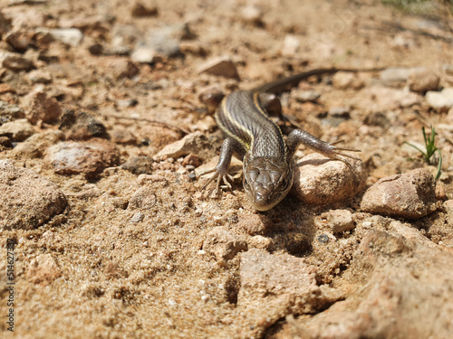 Lagartija colilarga o psammodromus algirus en Parque Natural de La Mata en Torrevieja