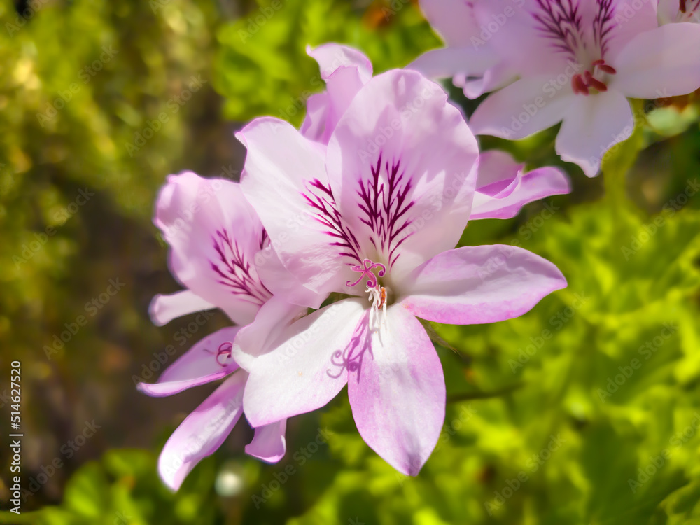 Flor de Alstroemeria, astromelia o lirio del Perú o de los incas Flor de Alstroemeria, astromelia o lirio del Perú o de los incas