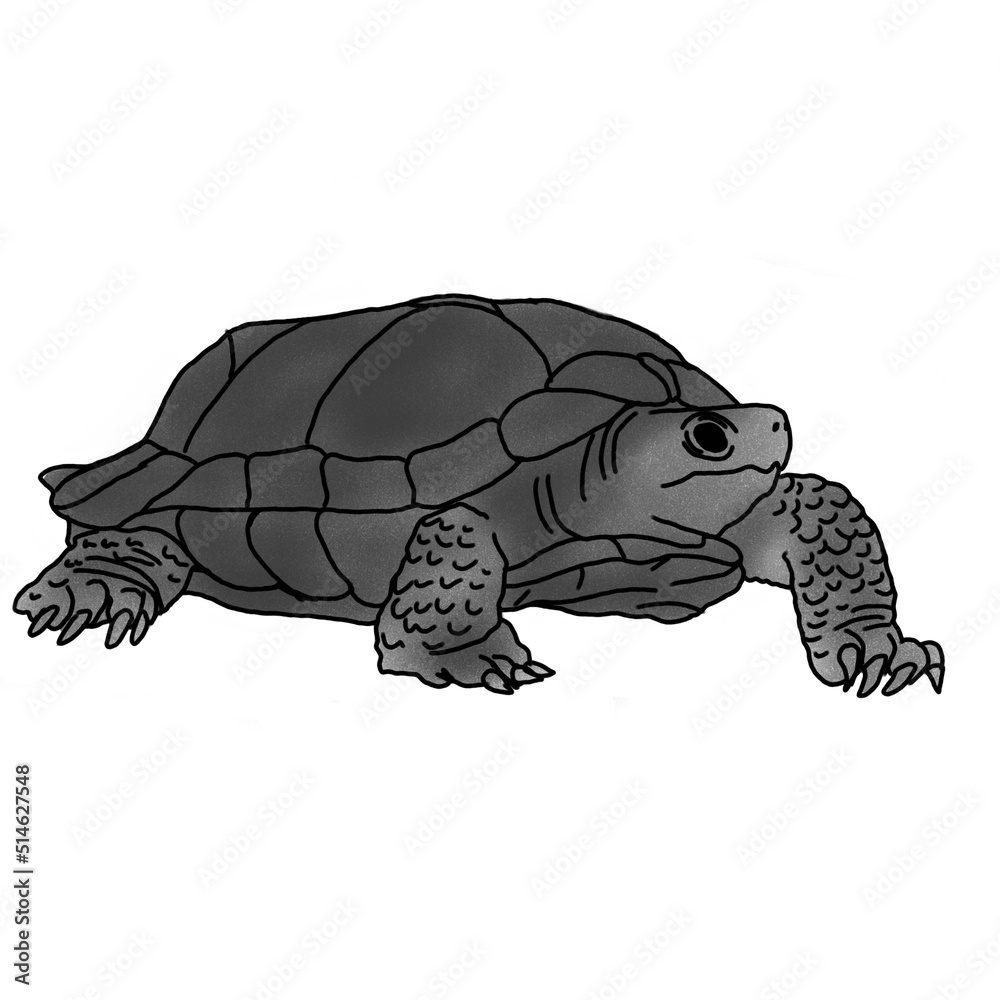 Fototapeta premium turtle illustration with pencil shading