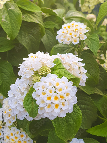 Flor de lantana camara o salvia blanca  photo