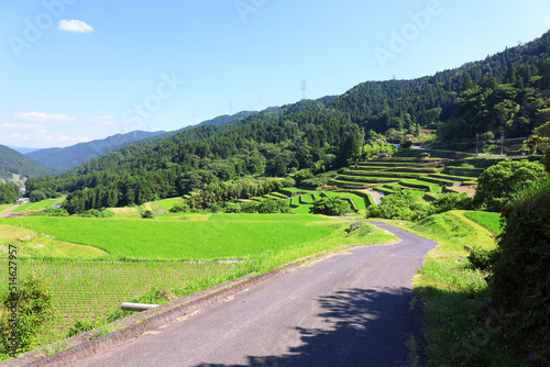 美しい緑の坂折棚田（7月）