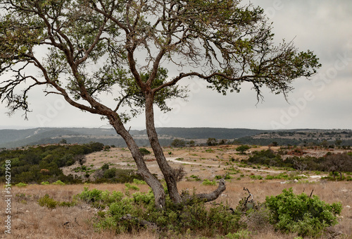 Hill country in Texas with large mesquite