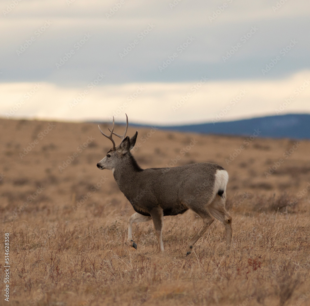 Fototapeta premium Young mule deer male walking