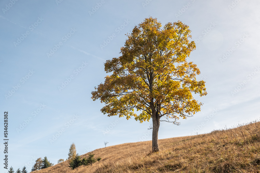 Autumn large oak tree in the highlands of Carpathians in Ukraine Autumn large oak tree in the highlands of Carpathians in Ukraine