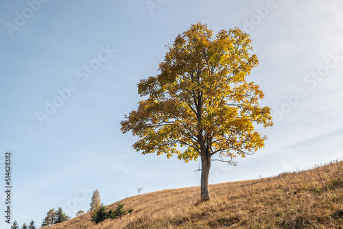 Autumn large oak tree in the highlands of Carpathians in Ukraine