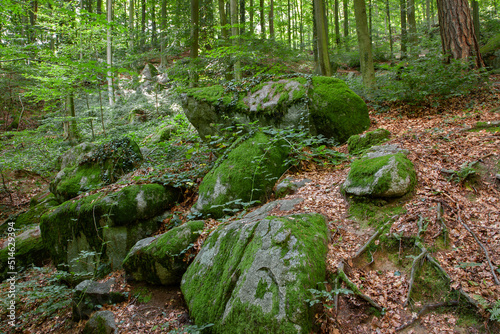 Bemooste Felsen im Wald photo