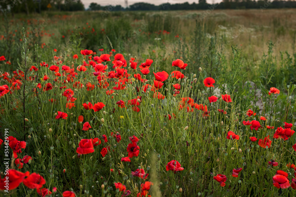 Fototapeta premium maki