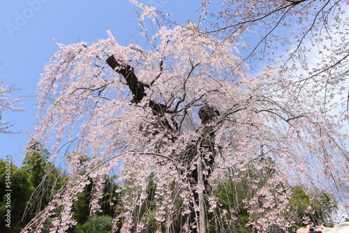 Obraz na płótnie 普門寺 しだれ桜 埼玉県 桶川市