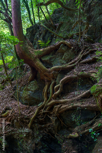 岩に絡んだ木の根 © Gottchin Nao