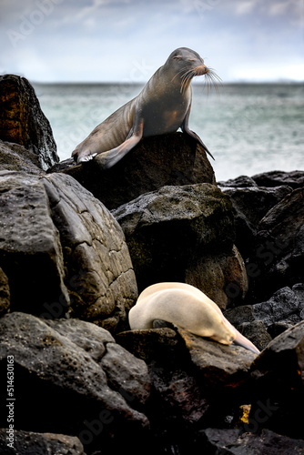 Photography Light and dark sea lion on lava rocks with ocean background, Galápagos