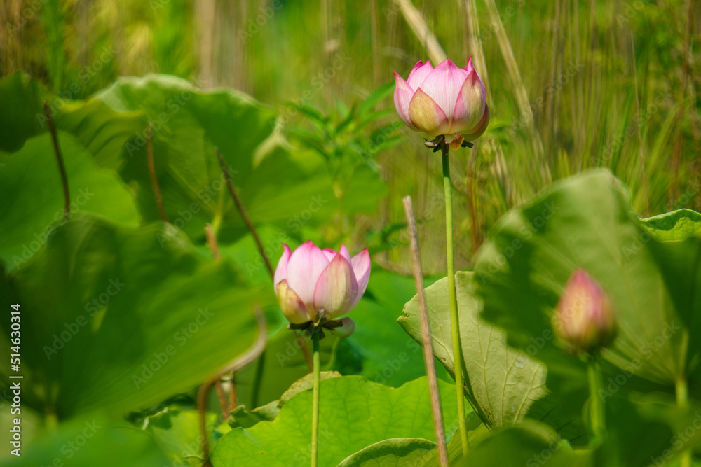 妖艶な花の蓮の花 妖艶な花の蓮の花