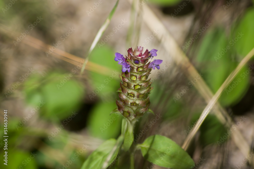 Fondo de naturaleza con una prunella vulgaris Fondo de naturaleza con una prunella vulgaris