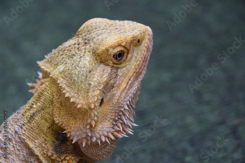 Bearded Dragon