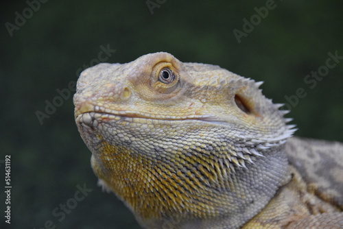 Bearded Dragon