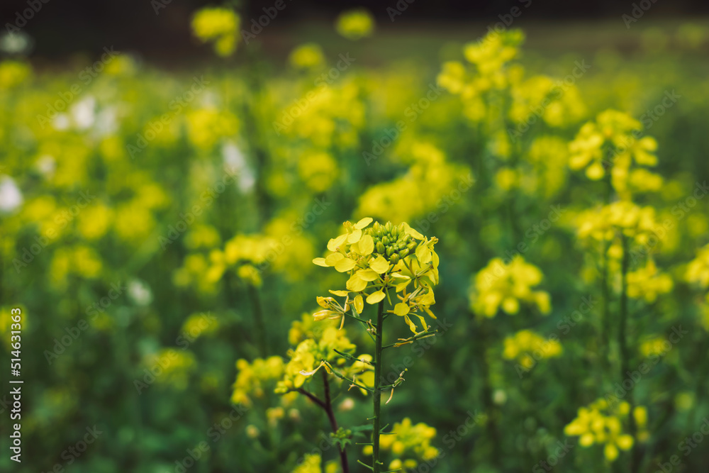 field of yellow rapeseed. a rapeseed field ready for harves. agriculture background
