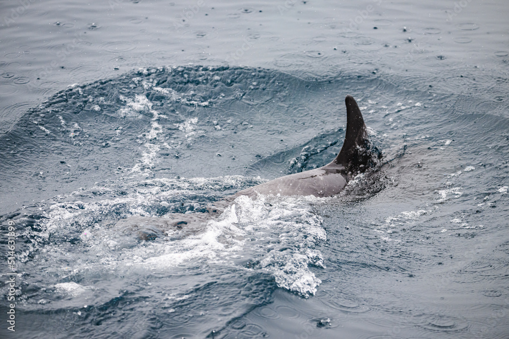 Naklejka premium Dolphin swimming, tail splashing, Galápagos 