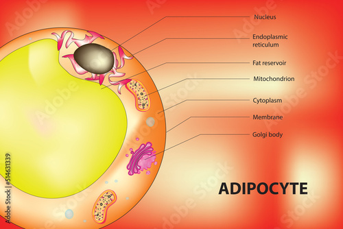 Adipocyte structure (fat cell structure)