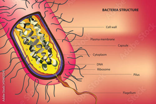 bacteria anatomy photo