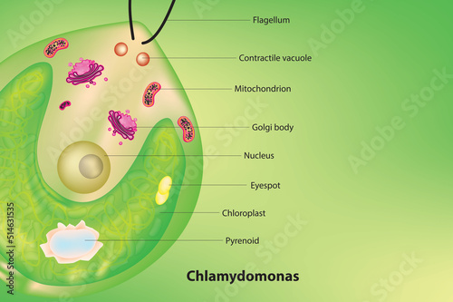 Chlamydomonas structure