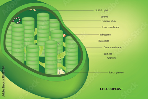 Chloroplast photo