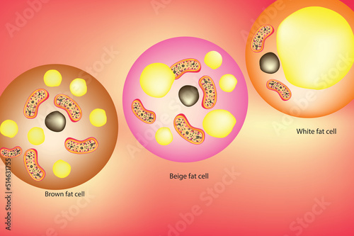 fat cells