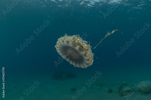 Jelly fish in the Red Sea colorful and beautiful, Eilat Israel 