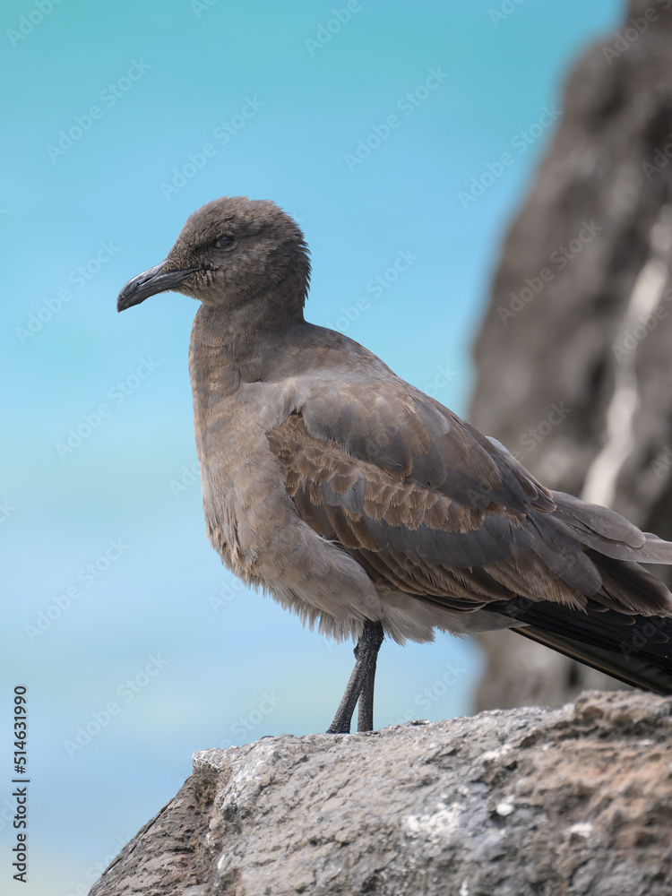 Obraz premium Lava gull (juvenile) with head erect, rarest gull in the world, Galápagos 