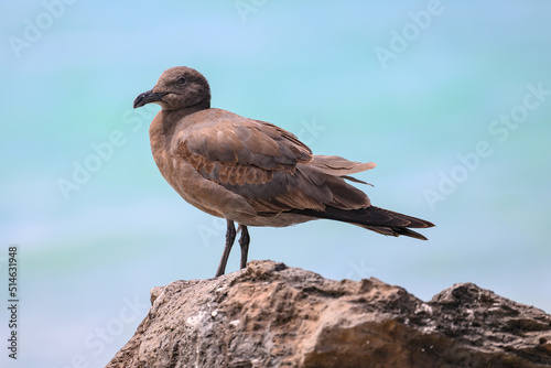 Photography Lava gull (juvenile), rarest gull in the world, Galápagos