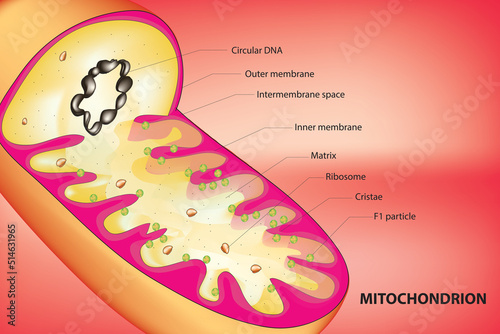 Labeled Mitochondrion Anatomy 