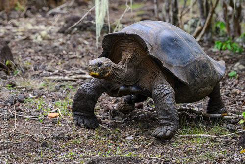 Galápagos tortoise, walking across