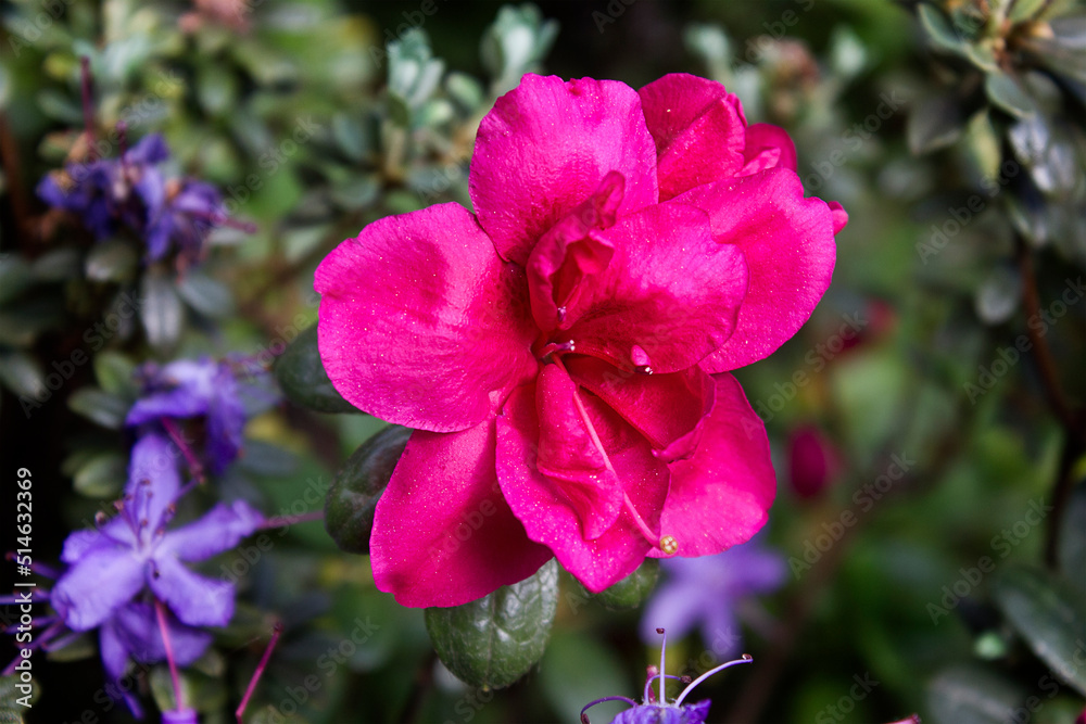 rhododendron shrubs in bloom with pink flowers in the garden rhododendron shrubs in bloom with pink flowers in the garden