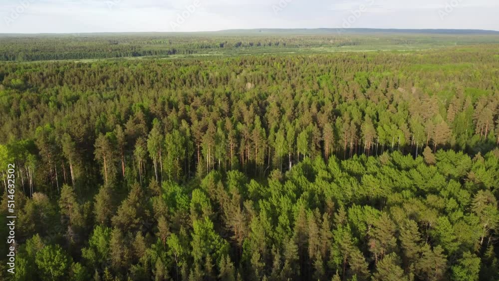 Karelian forest on a summer day near Petrozavodsk, Russia Karelian forest on a summer day near Petrozavodsk, Russia