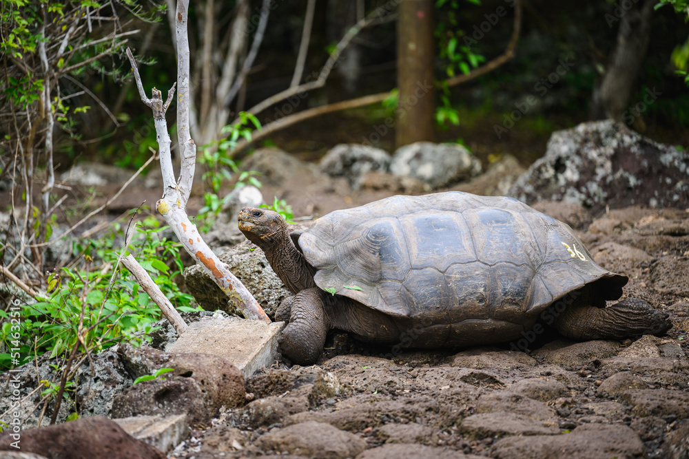 Galápagos tortoise blocking pathway Galápagos tortoise blocking pathway