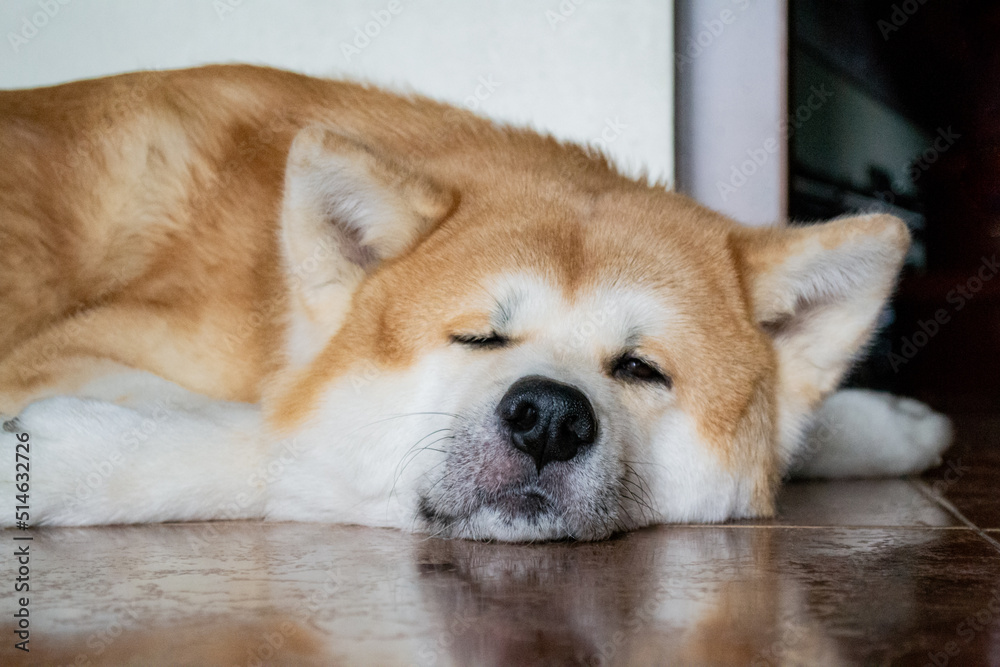A large dog of the Akina Inu breed lies relaxed on the floor and squints with one eye at the camera