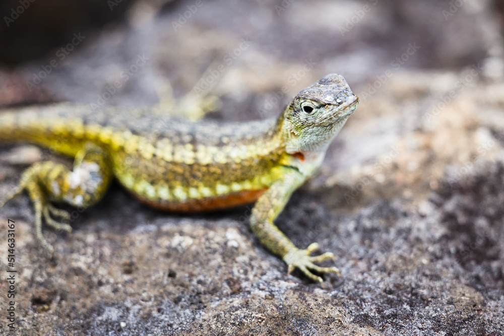 Green lava lizard on lava rock, Galápagos Green lava lizard on lava rock, Galápagos