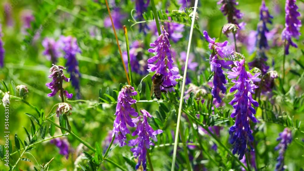 A bee collects honey in a clearing in the forest. A bee collects honey in a clearing in the forest.